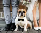 Uroczy piesek w muszce jako pies na ślubie, obok pary młodej w eleganckich strojach.
